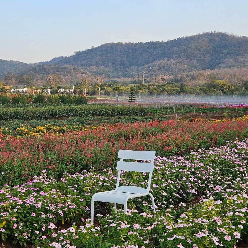 white chair in the middle of a flower field at blossom bloom cafe in khao yai