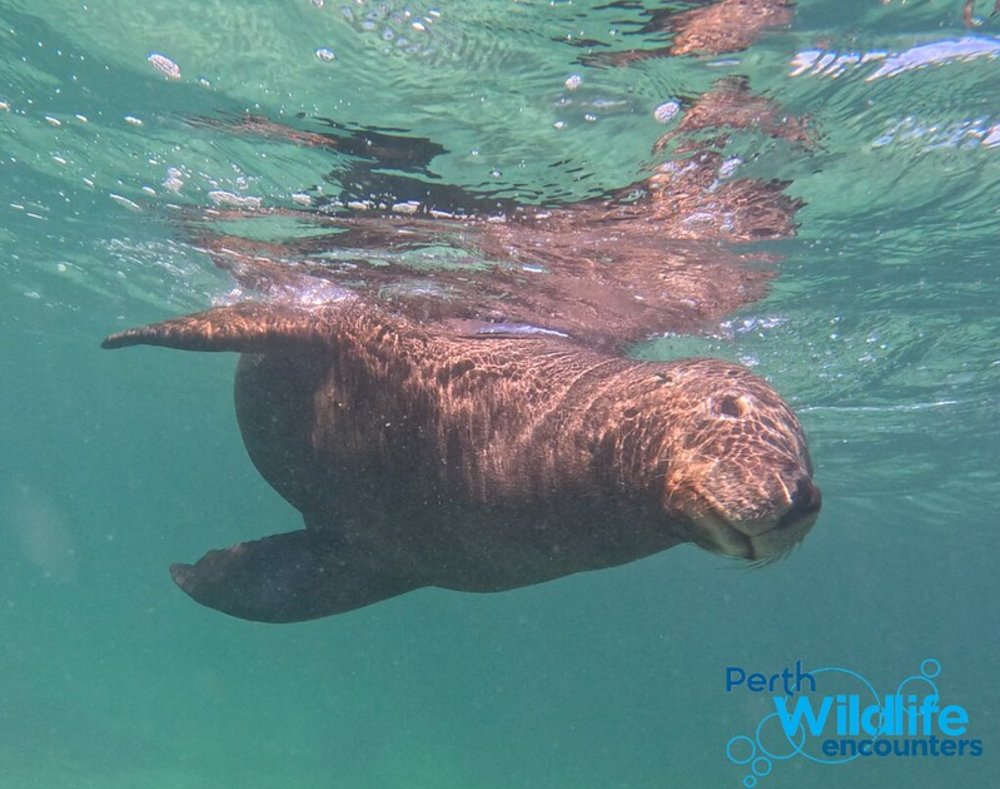 Perth kid-friendly road trip itinerary: penguin island cruise snorkelling experience