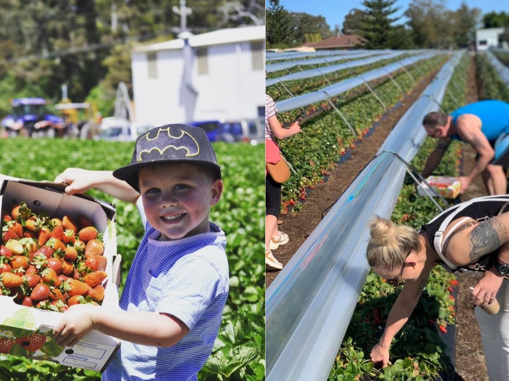 Perth kid-friendly road trip itinerary: fruit picking in perth