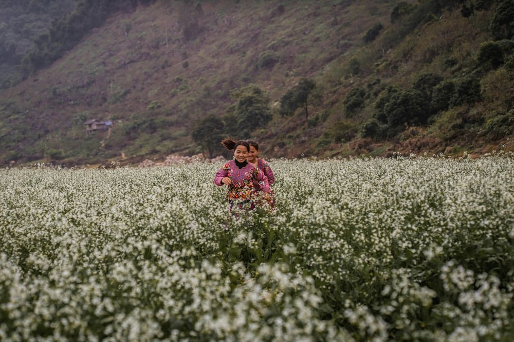 Du lịch Mộc Châu cuối tháng 1 - đầu tháng 2: Mùa hoa đào, hoa mận
