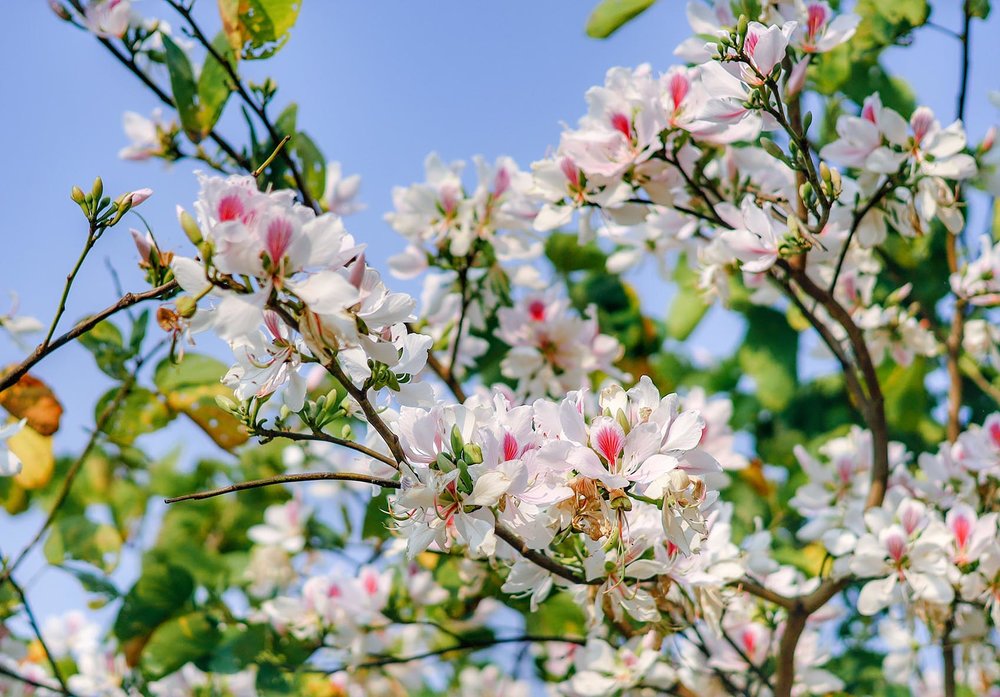 Du lịch Mộc Châu tháng 3: Mùa hoa ban, Lễ hội Hết Chá