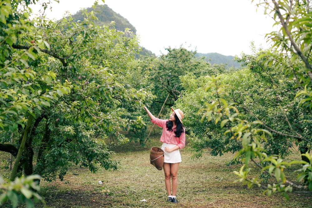 Du lịch Mộc Châu tháng 4 - tháng 8: Mùa đào chín, mận chín