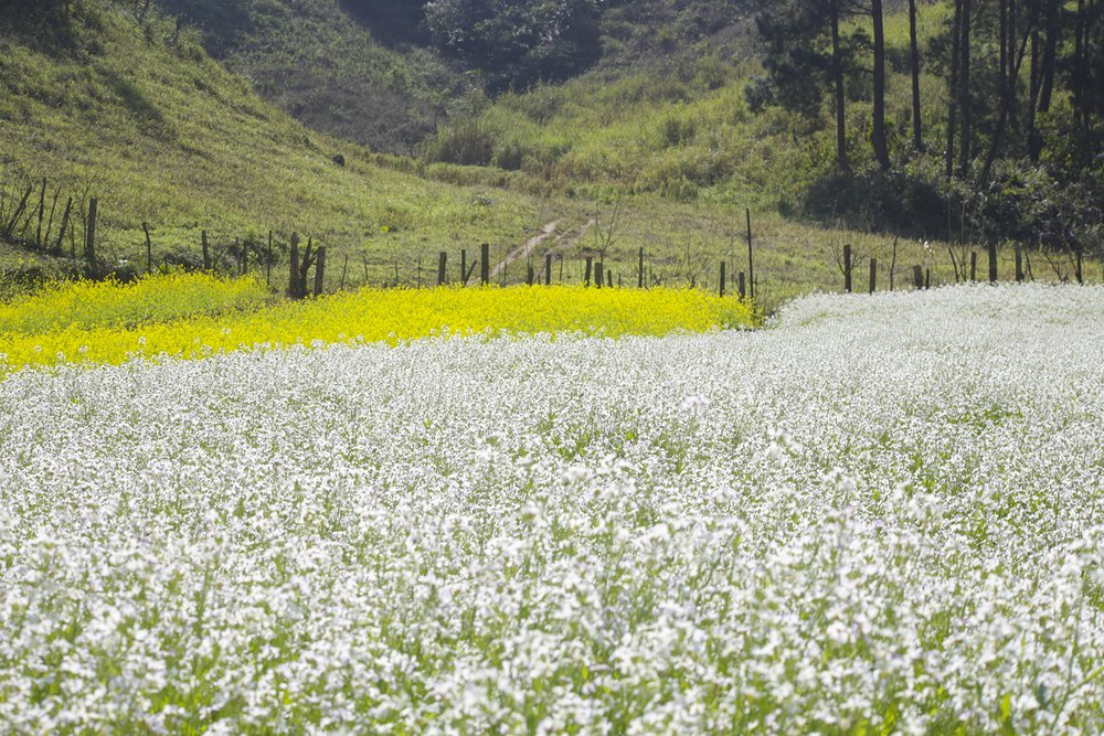 Du lịch Mộc Châu tháng 10 - tháng 2: Mùa hoa cải, hoa dã quỳ, hoa tam giác mạch