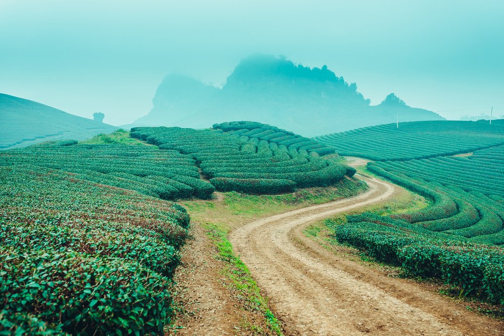 Hướng Dẫn Đi Du Lịch Mộc Châu Tự Túc Từ Hà Nội 