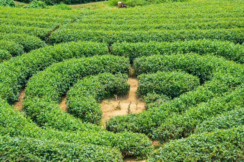 Đồi Chè Trái Tim