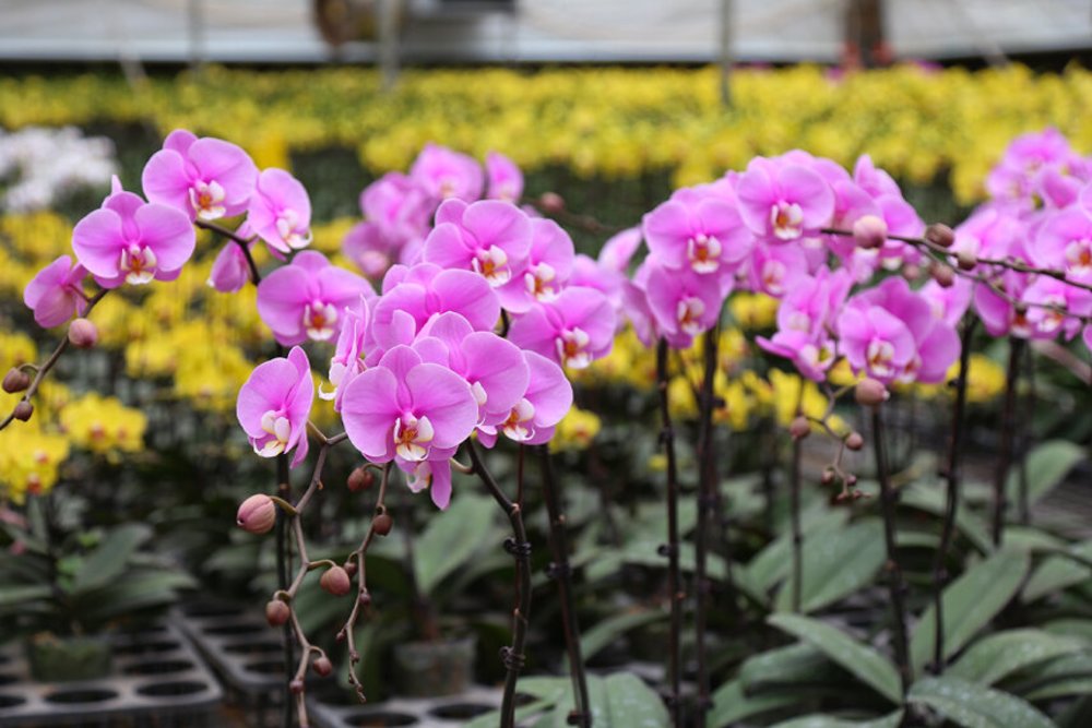 Vườn Hoa Nhiệt Đới Mộc Châu