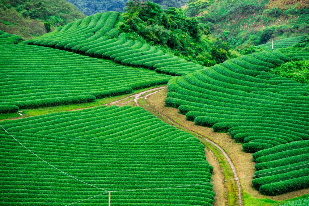 Chi Phí Du Lịch Mộc Châu 2 Ngày 1 Đêm Tham Khảo 