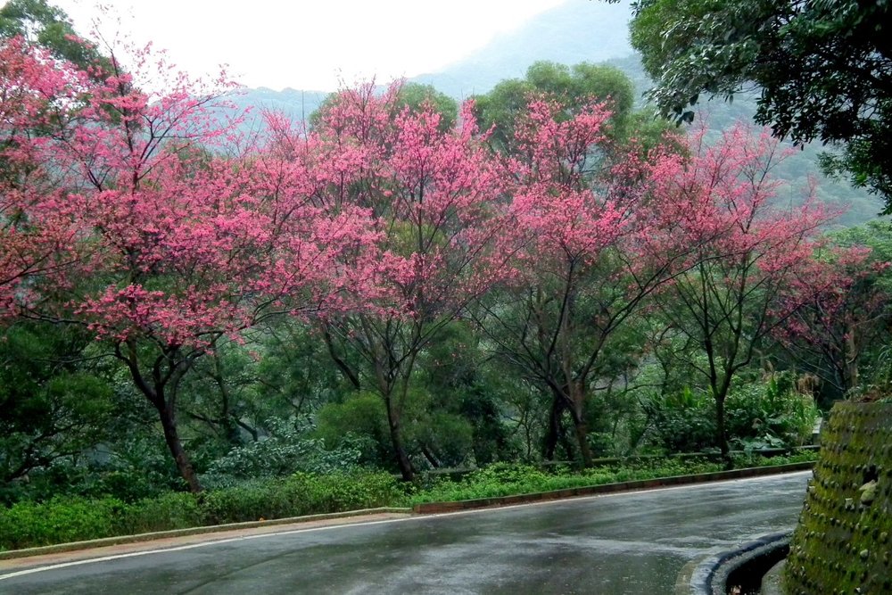 Visa Quan Hồng (cho đoàn du lịch)