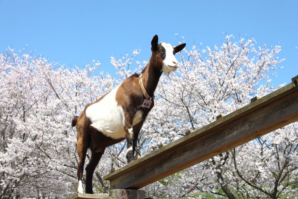  Narita Dream Farm – Thiên Đường Nông Trại Cho Trẻ Nhỏ