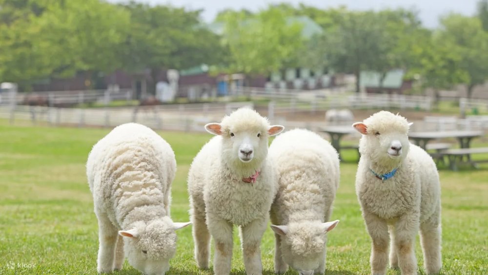  Mother Farm – Trải Nghiệm Nông Trại Thú Vị Cho Gia Đình