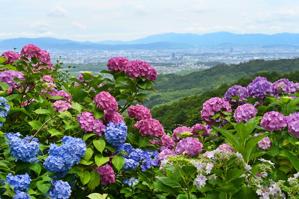 ศาลเจ้าโยชิมิเนะ (Yoshimine-dera), เกียวโต