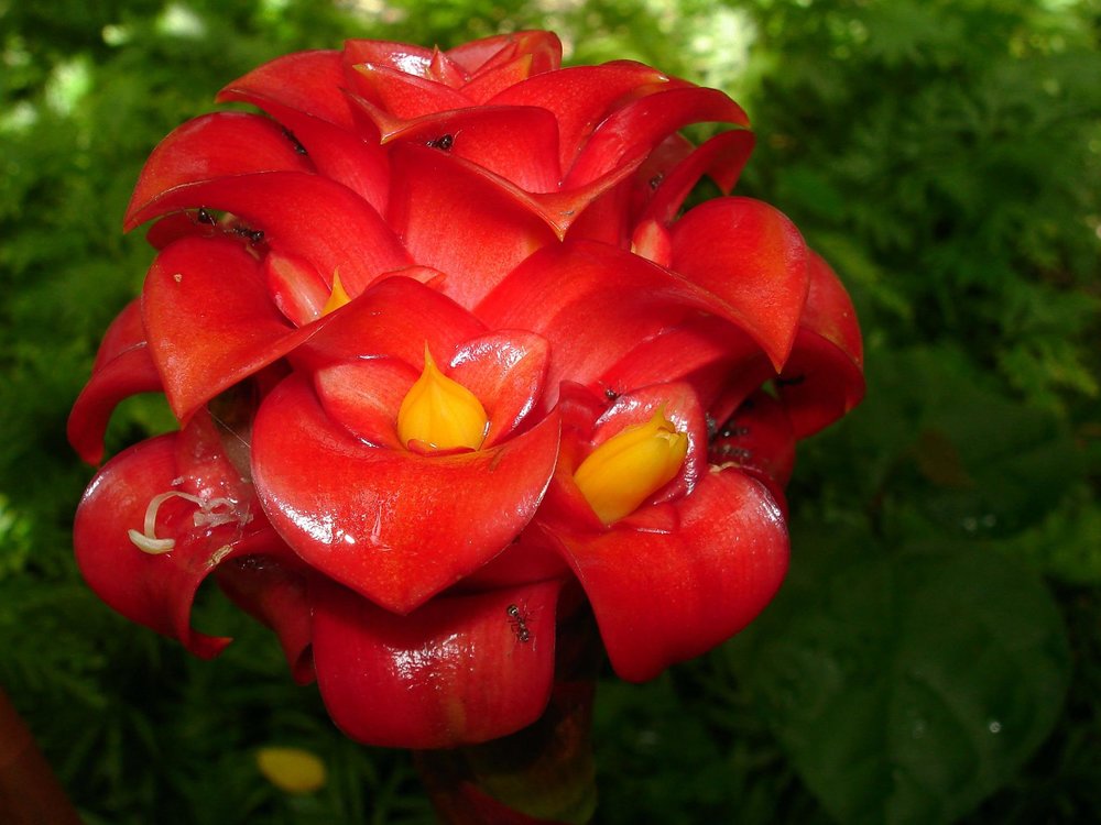Vườn Gừng (Ginger Garden)