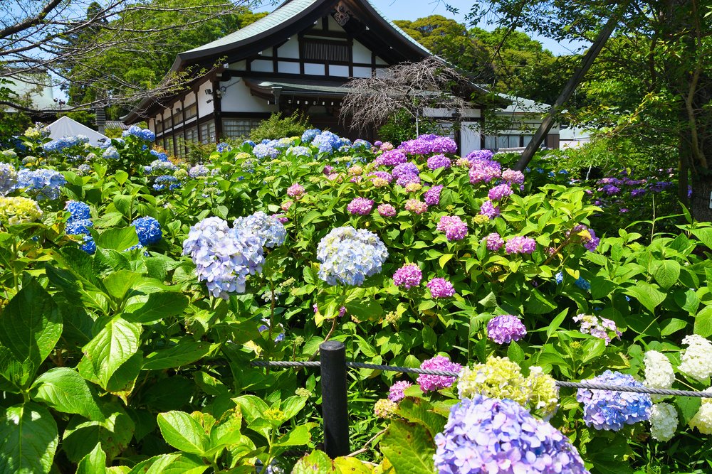 วัดฮอนโดจิ (Hondo-ji Temple), ชิบะ