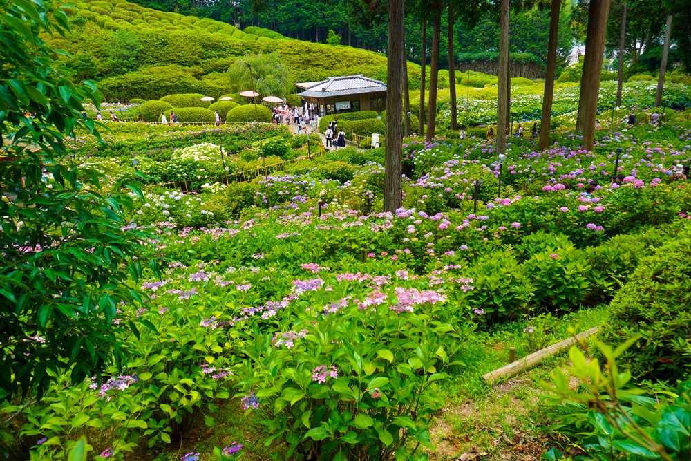 วัดมิโมโระโตะจิ (Mimuroto-ji), อุจิ