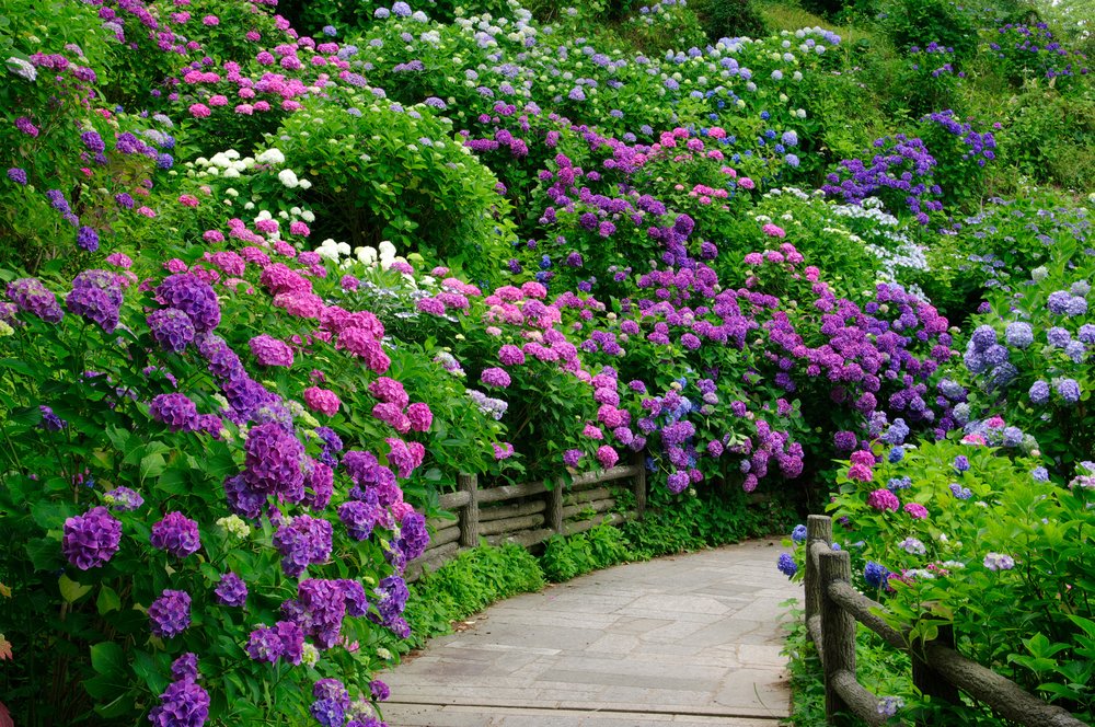 สีดอกไฮเดรนเยีย