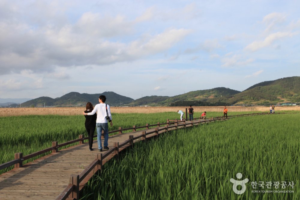 Korea Road Trip: Suncheon Bay Eco Park