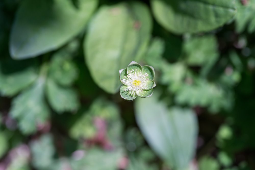 ดอกนีรินโซ (Anemone flaccida) เบ่งบานในคามิโคจิ (Kamikochi) ช่วงฤดูใบไม้ผลิ