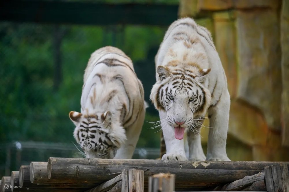 Family Friendly Beijing TTD: Beijing Zoo