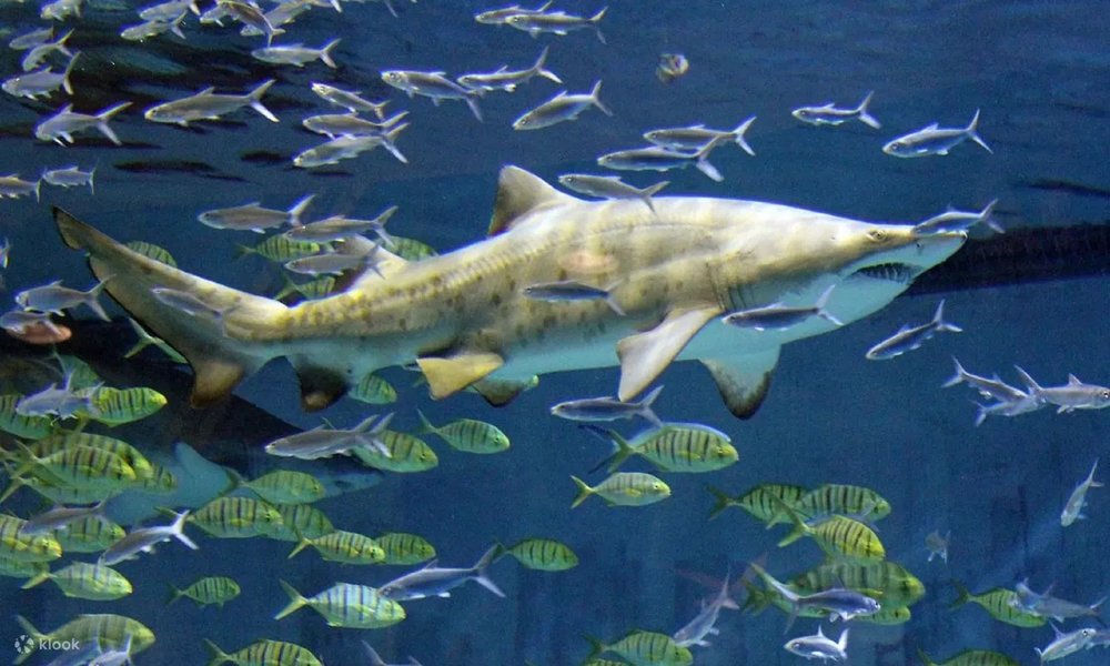 Family Friendly Beijing TTD: Beijing Aquarium