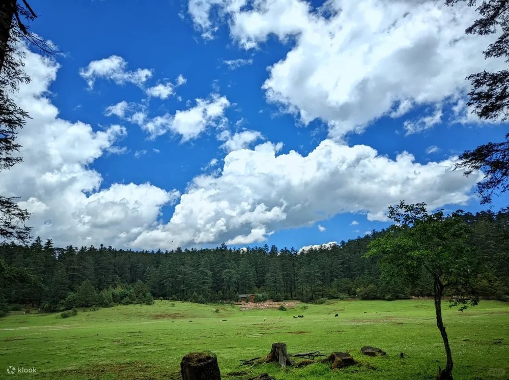 玉龍雪山景點, 雲杉坪