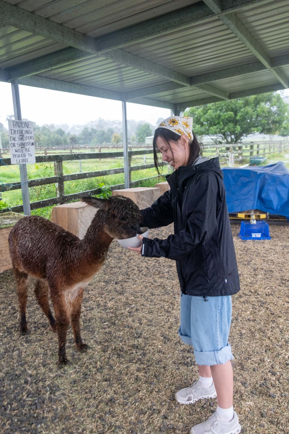 8 day sydney road trip itinerary shrugmyshoulder: alpaca feeding