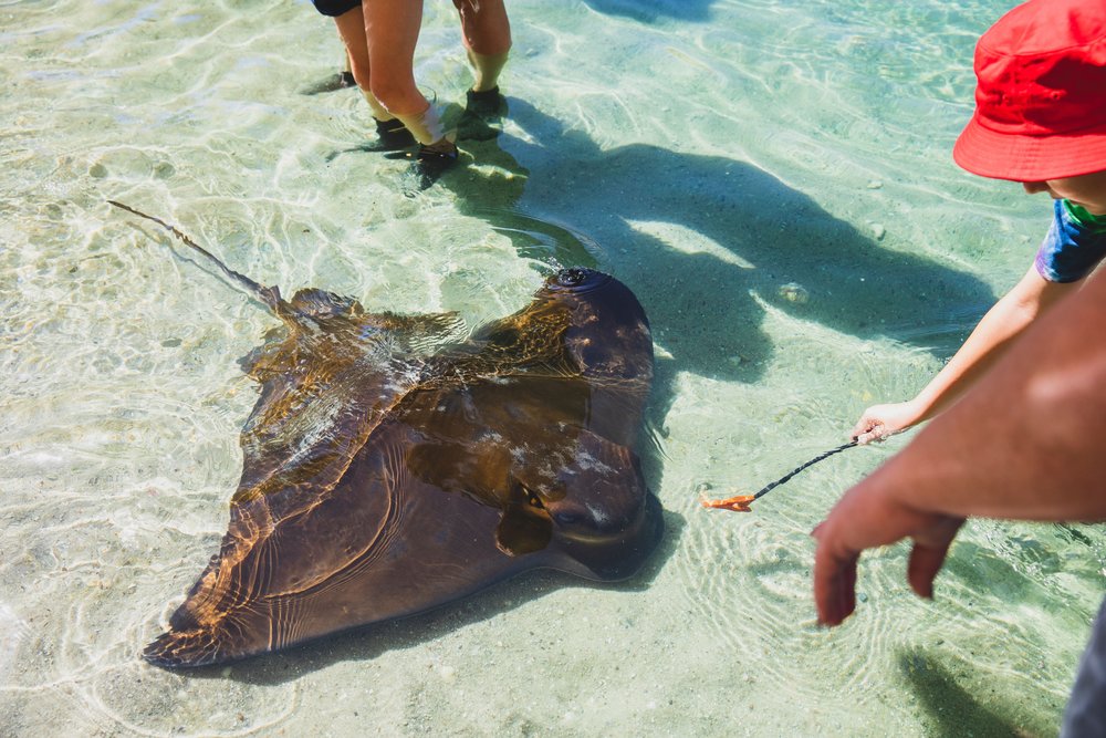 8 day sydney road trip itinerary shrugmyshoulder: Irukandji Shark & Ray Encounters