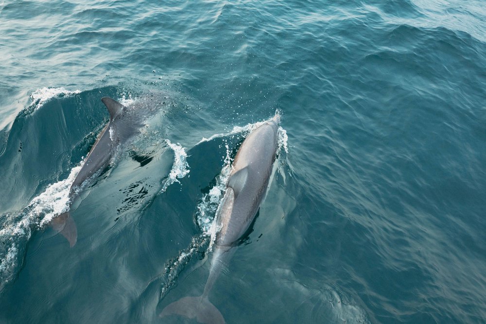 8 day sydney road trip itinerary shrugmyshoulder: dolphin tour