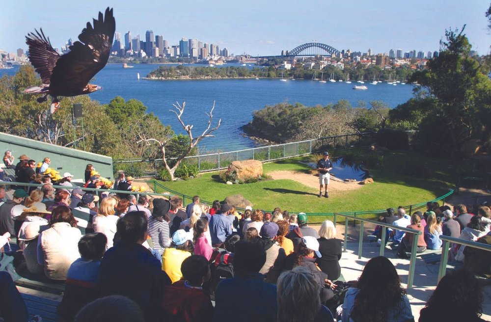 8 day sydney road trip itinerary shrugmyshoulder: Taronga Zoo
