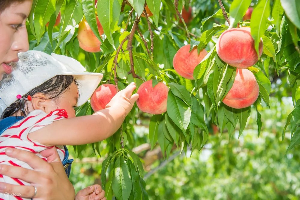 東京近郊水果採摘體驗