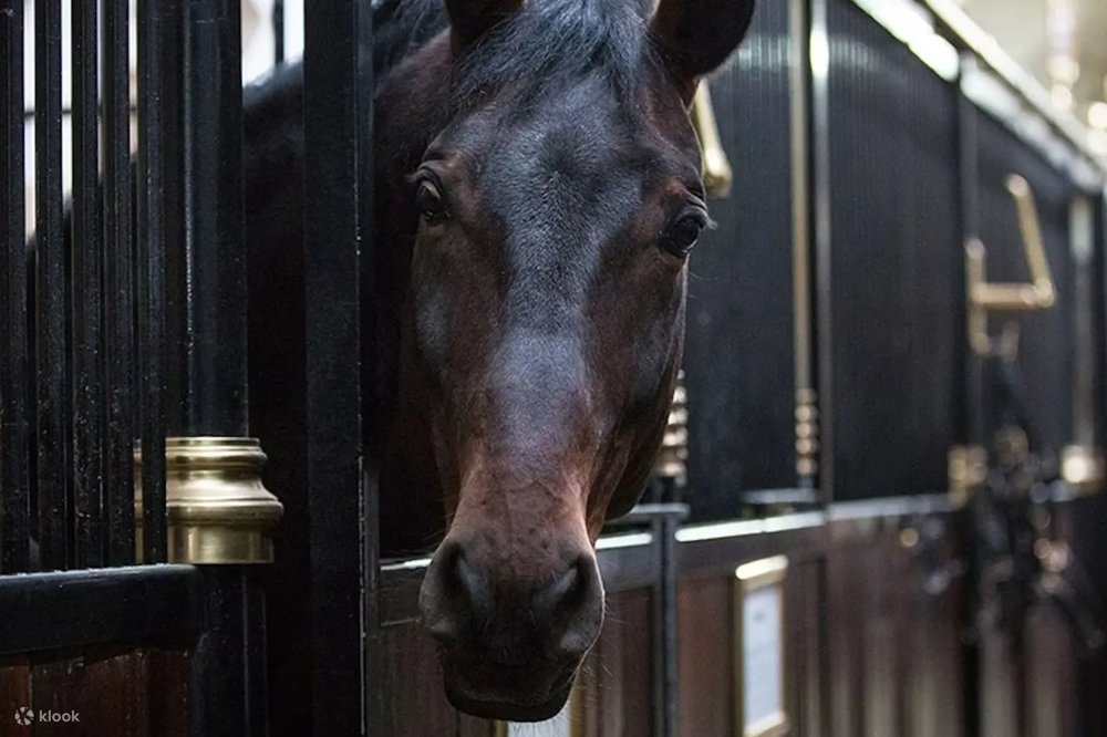  Trường Cưỡi Ngựa Tây Ban Nha Ở Vienna