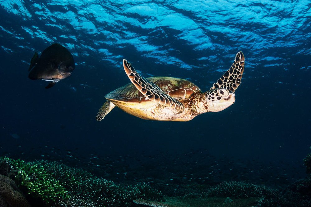 Malaysia - Đảo Sipadan, Sabah