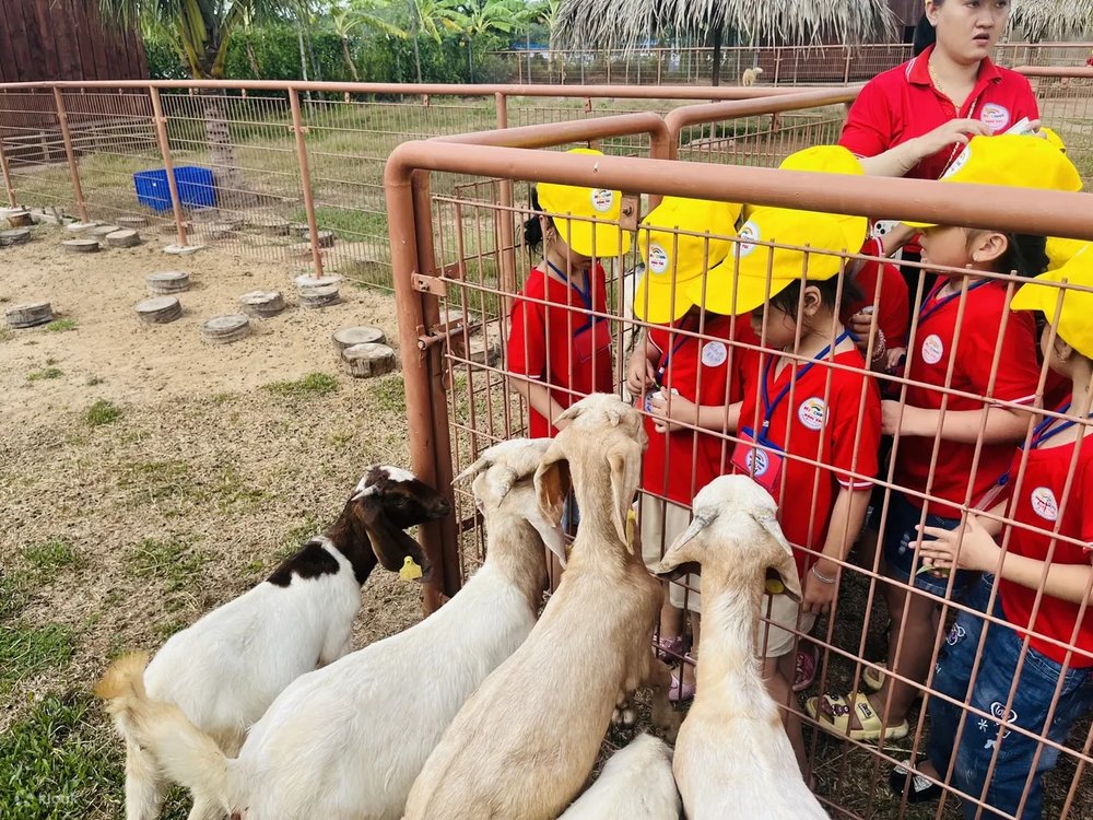 Gặp Gỡ Alpaca & Hươu Sao Tại Vườn Thú Tiny Zoo