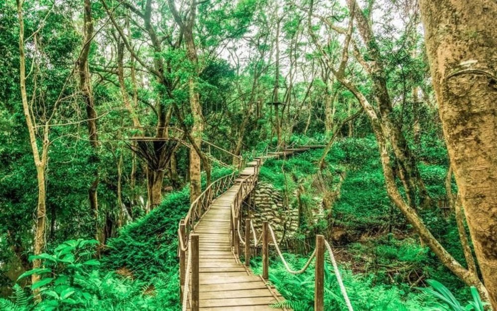 Đi Bộ Xuyên Rừng Trên Sàn Đạo Gỗ Dài 999m