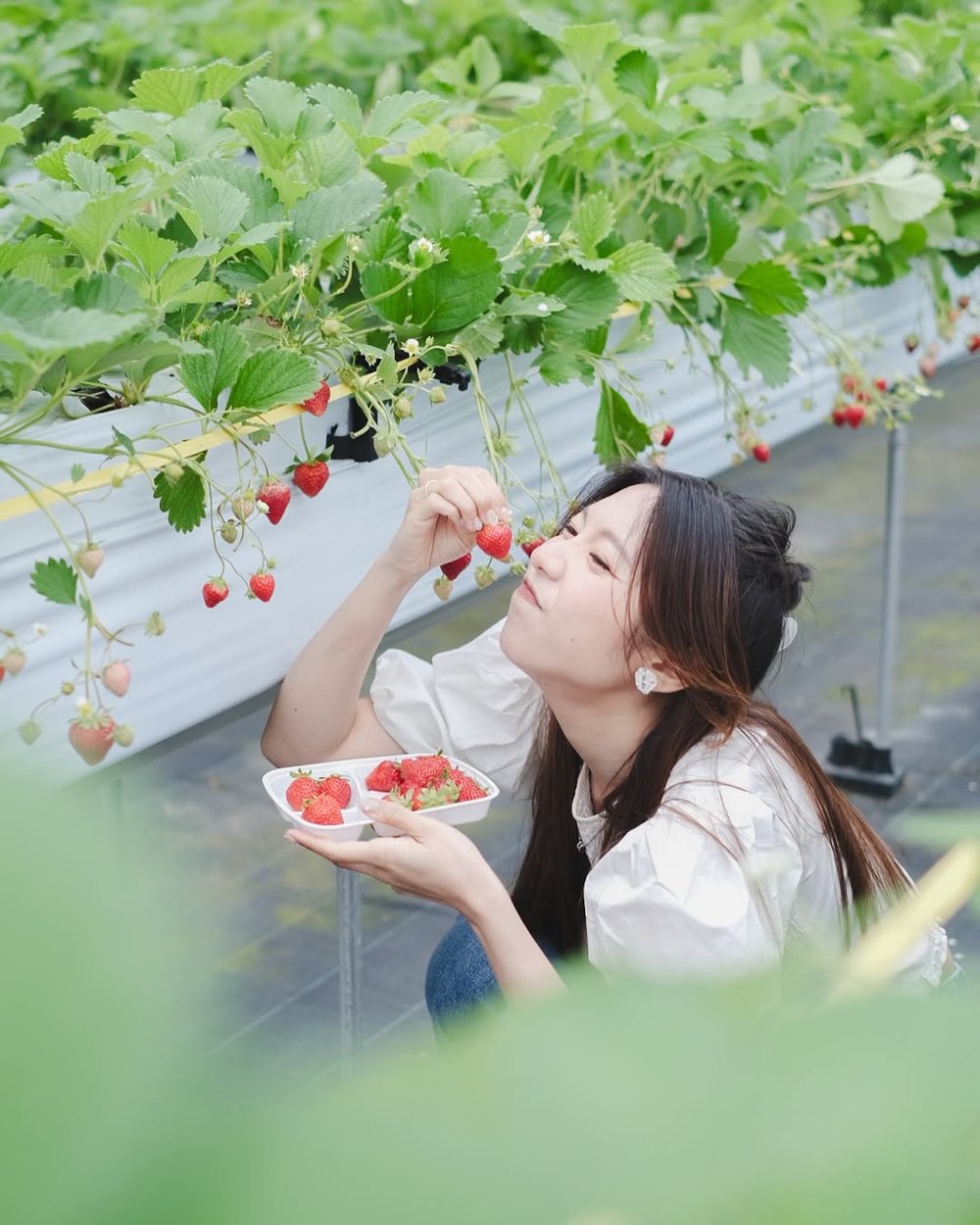 日本水果季節 12月至5月 士多啤梨