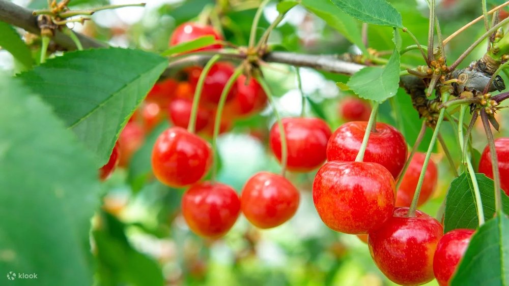 日本 5月至7月 車厘子