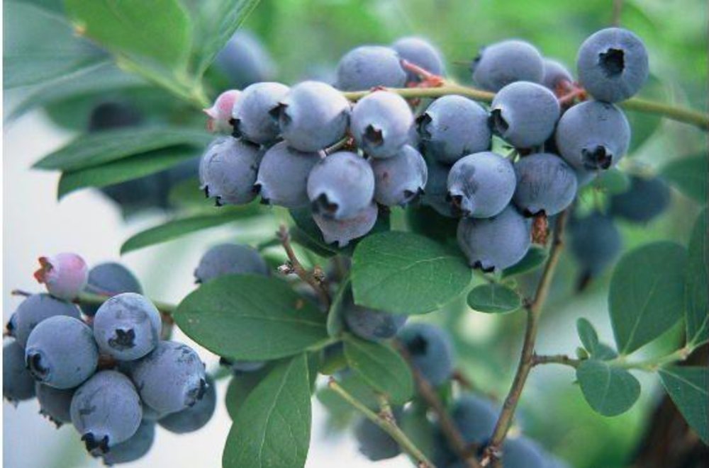 日本 6月至9月 藍莓