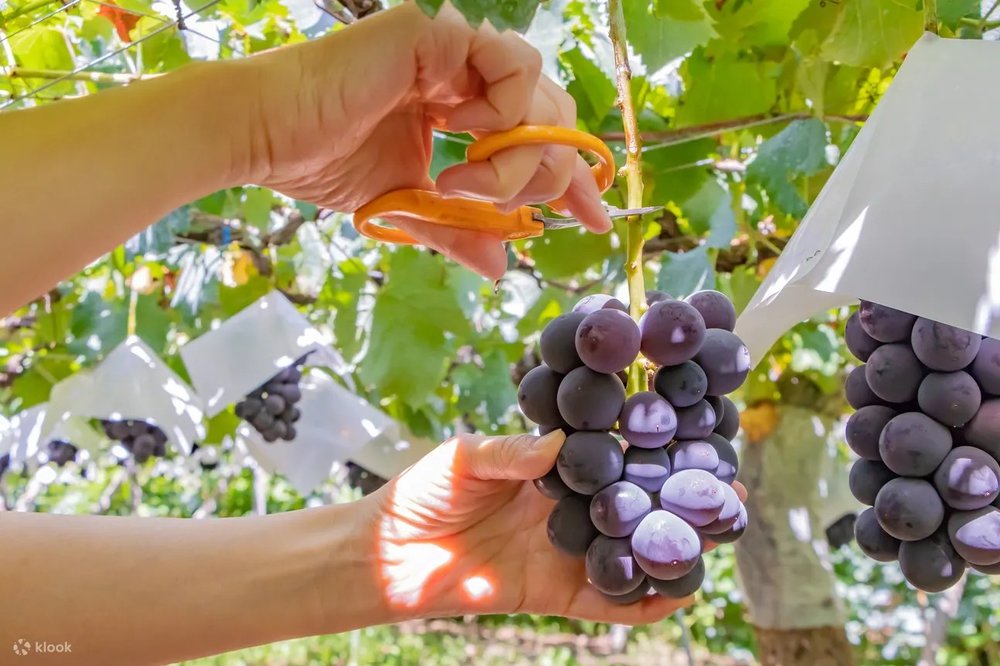 日本 8月至10月 葡萄/提子