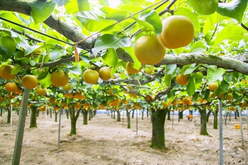 日本 8月至10月 日本梨