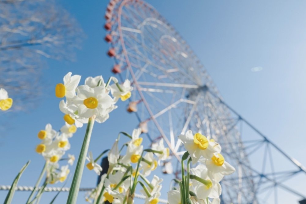 日本花季1月至2月 水仙
