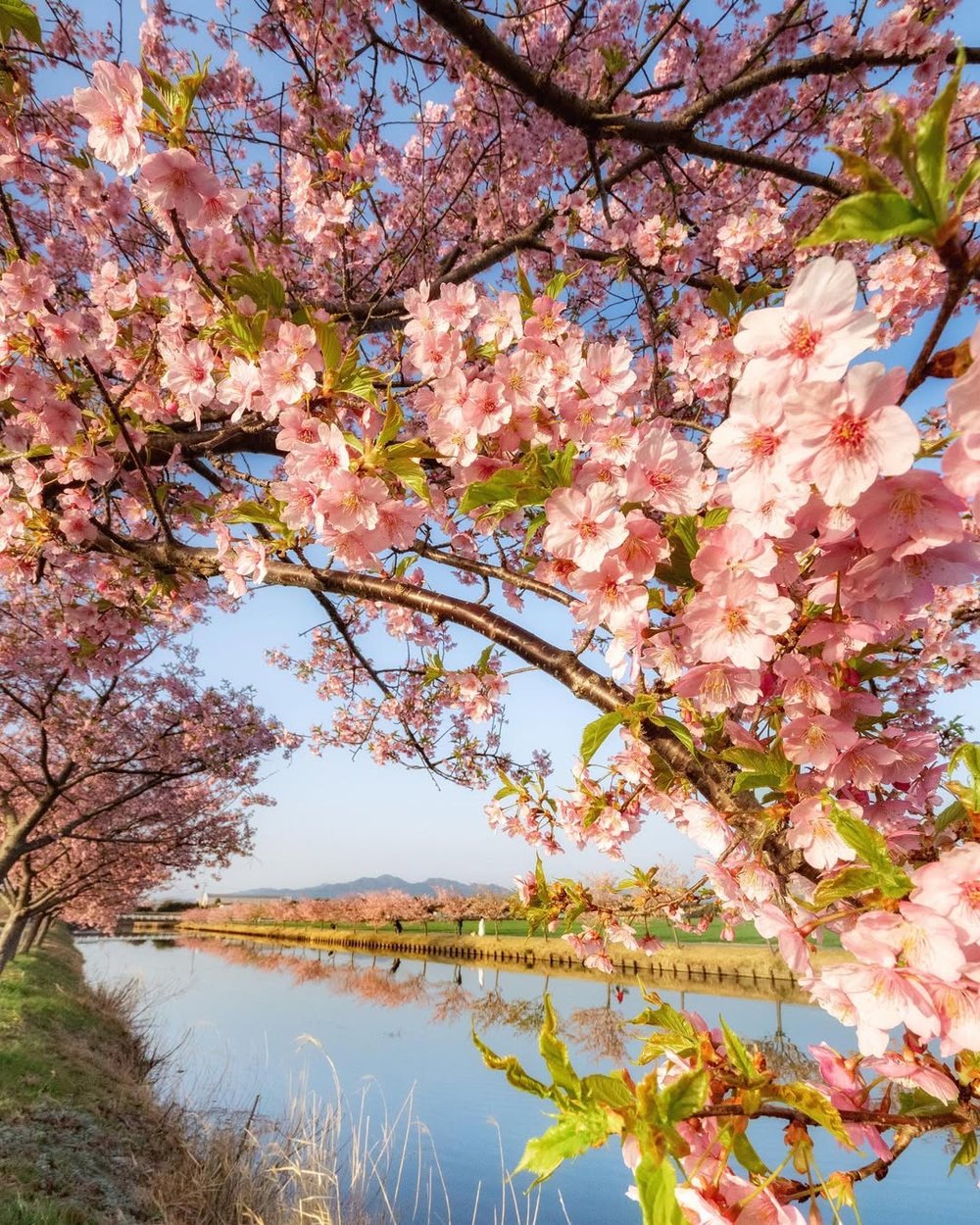 日本花季 2月至3月 河津櫻