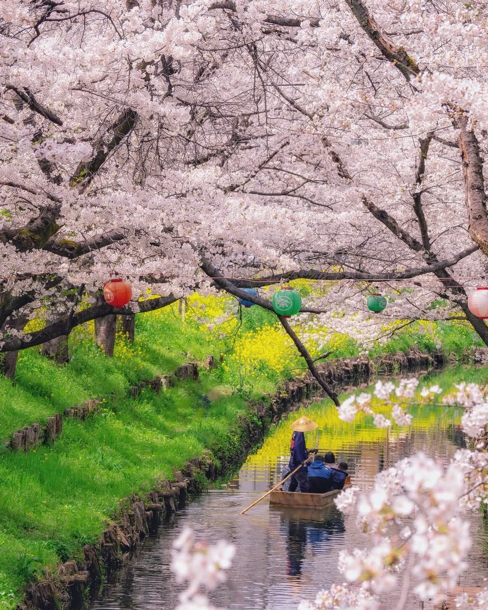 日本花季 3月至4月 櫻花