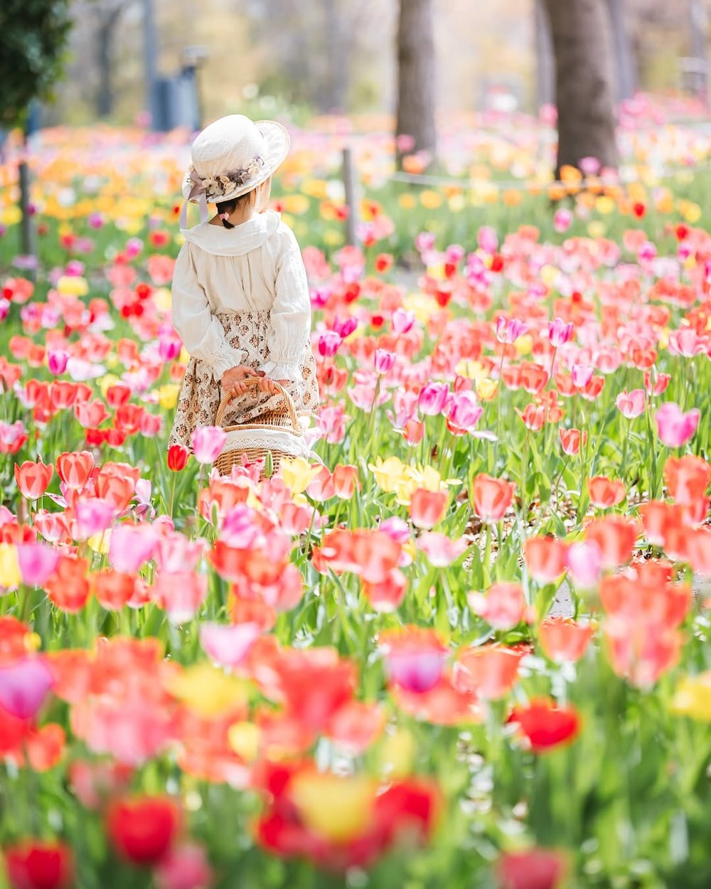 日本花季 3月至4月 鬱金香