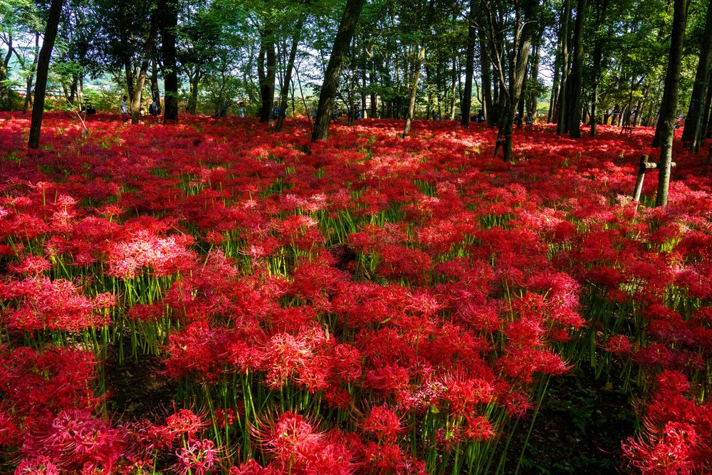 日本花季 9月至10月:彼岸花