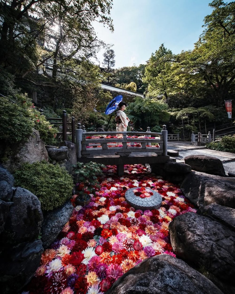 日本花季 11月至5月:牡丹