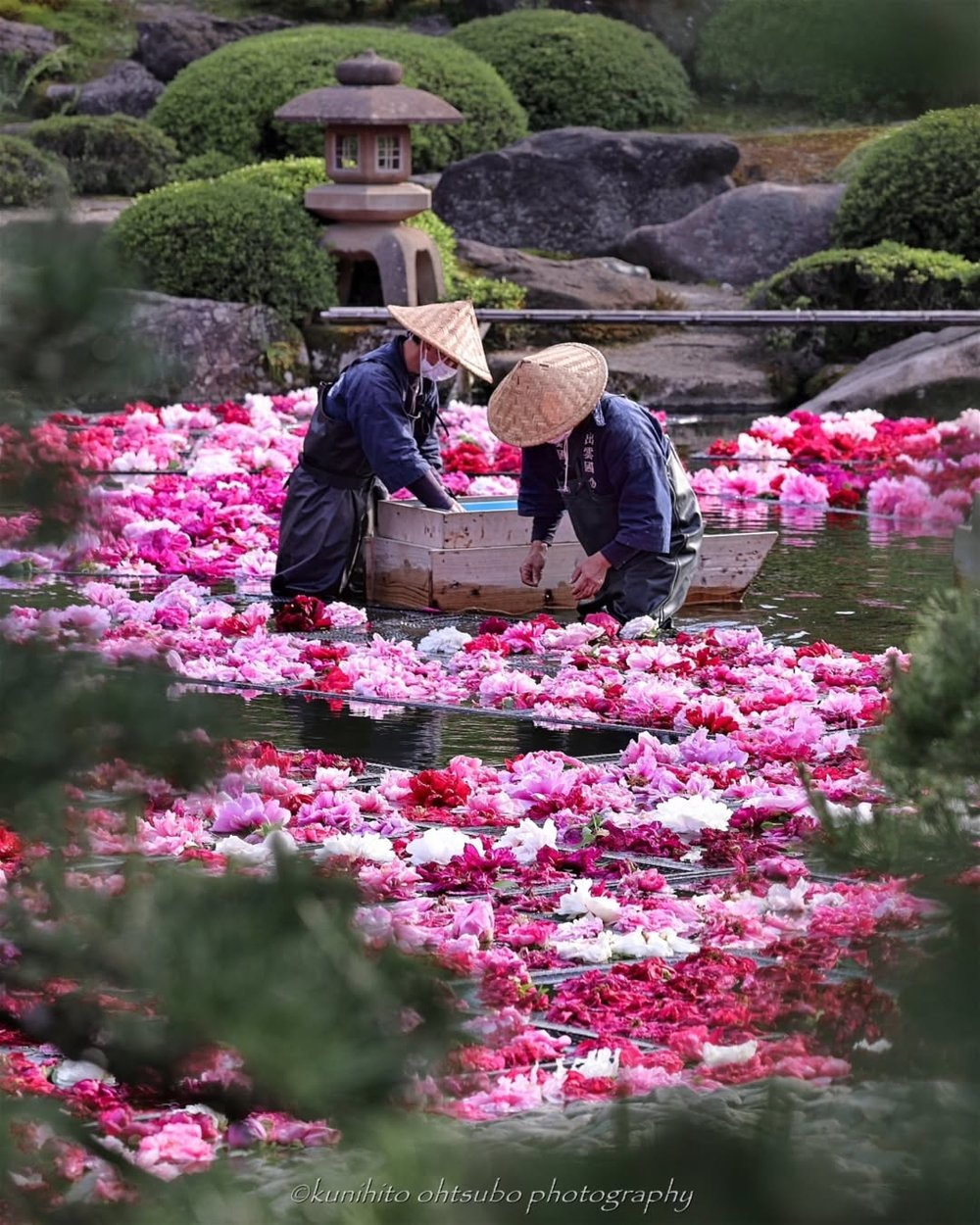 日本花季 11月至5月:牡丹