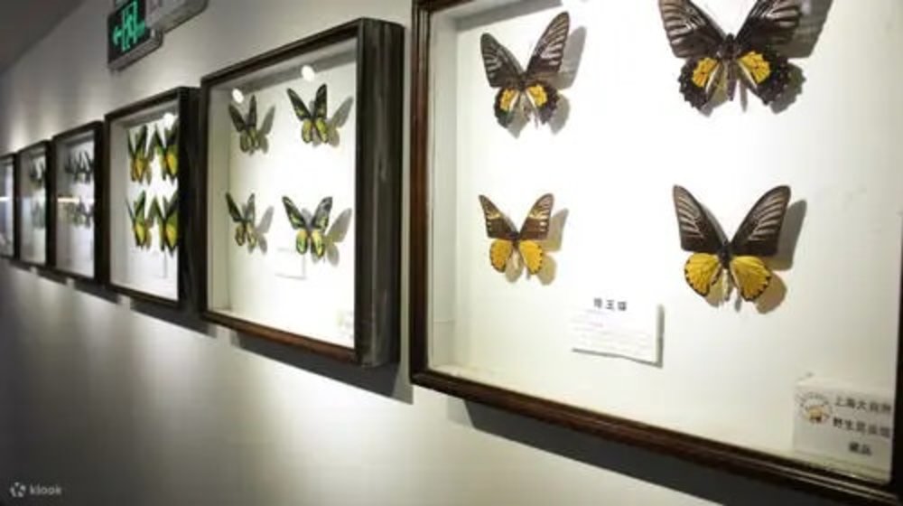  Bảo Tàng Côn Trùng Hoang Dã Tự Nhiên Thượng Hải