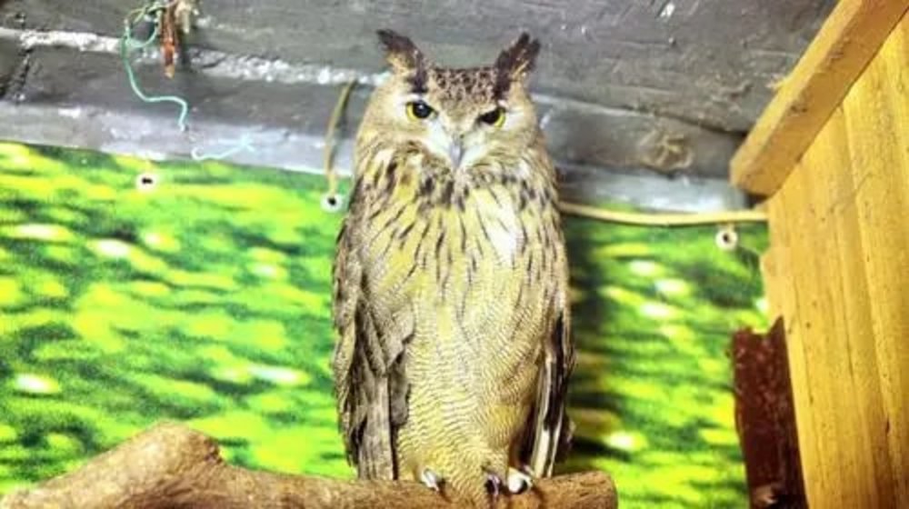  Bảo Tàng Côn Trùng Hoang Dã Tự Nhiên Thượng Hải