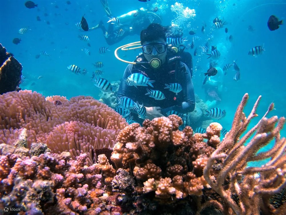 Lặn Ngắm San Hô & Đi Bộ Dưới Biển Ở Nam Đảo Phú Quốc