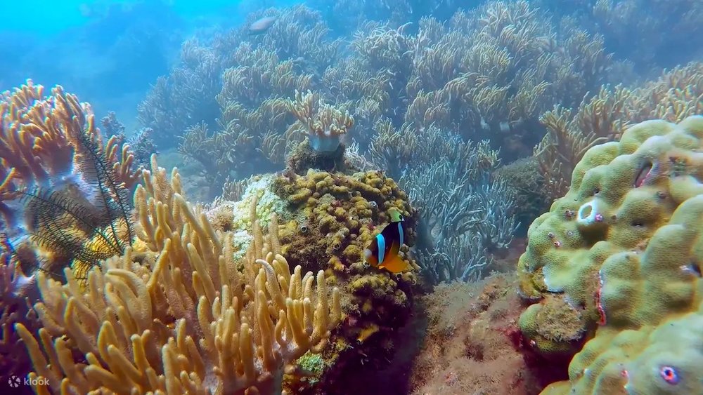  Đi Bộ Dưới Biển & Snorkeling Ở Cù Lao Chàm - Quảng Nam