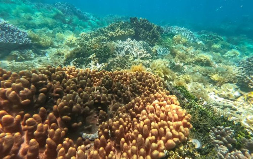 Check-In Hòn Yến Phú Yên & Ngắm San Hô Sát Mặt Nước